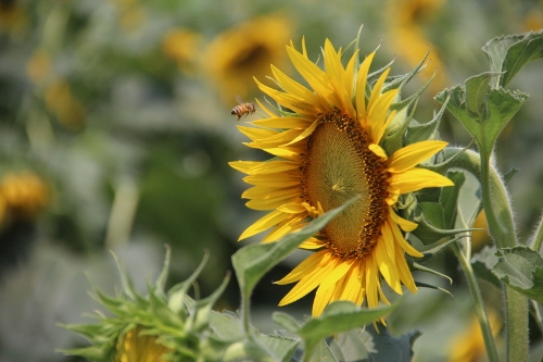 ���տ���������