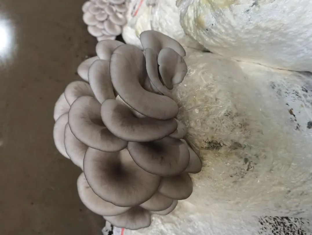 ������ƽ�и��½ֵ�����Ģ���������¸�ɡ��