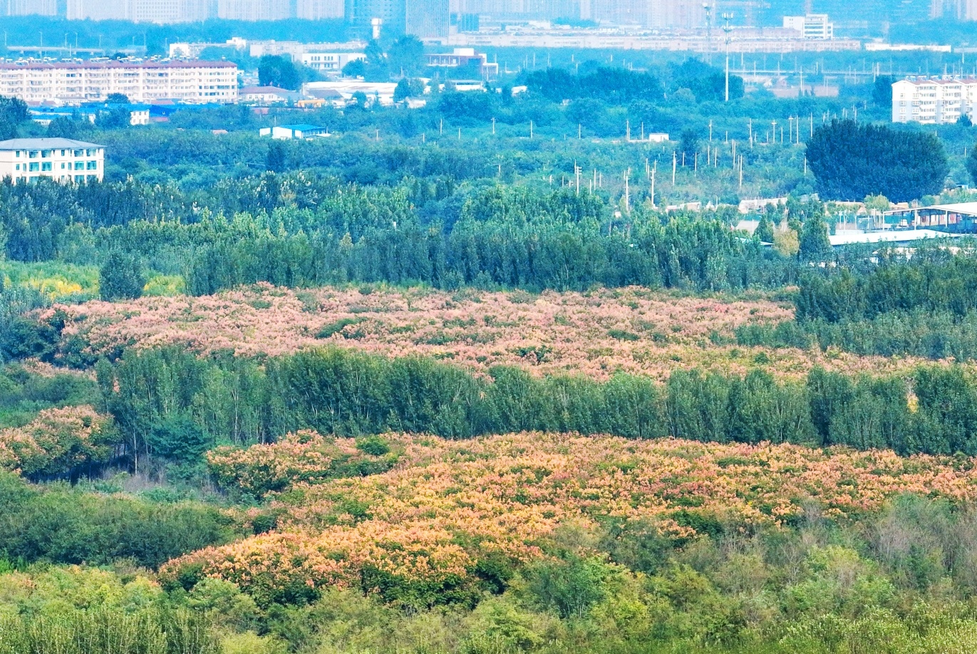 �����һ����Ҷ����Ⱦ�������