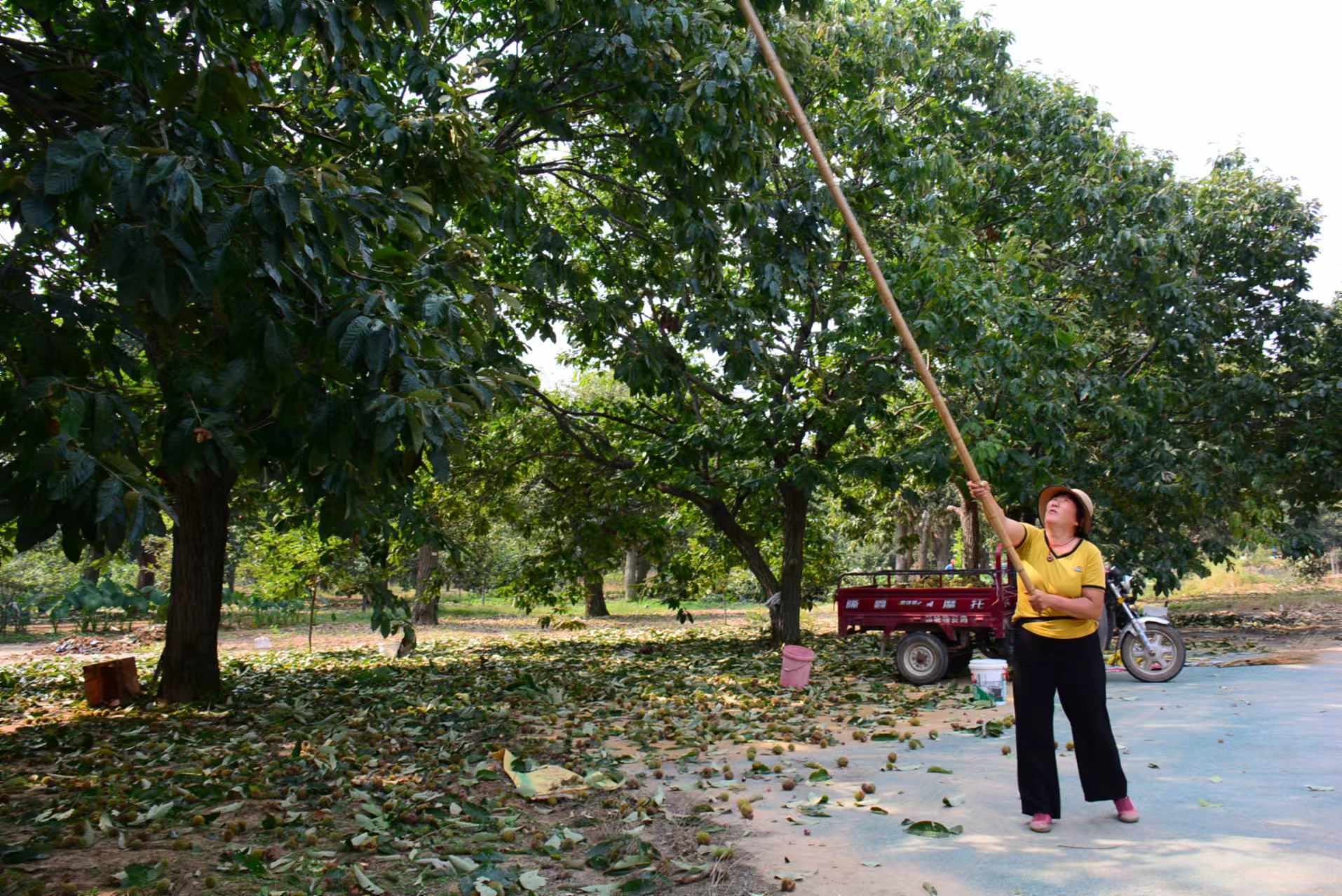 ������۰���أ�������Ϊũ��ҡǮ����