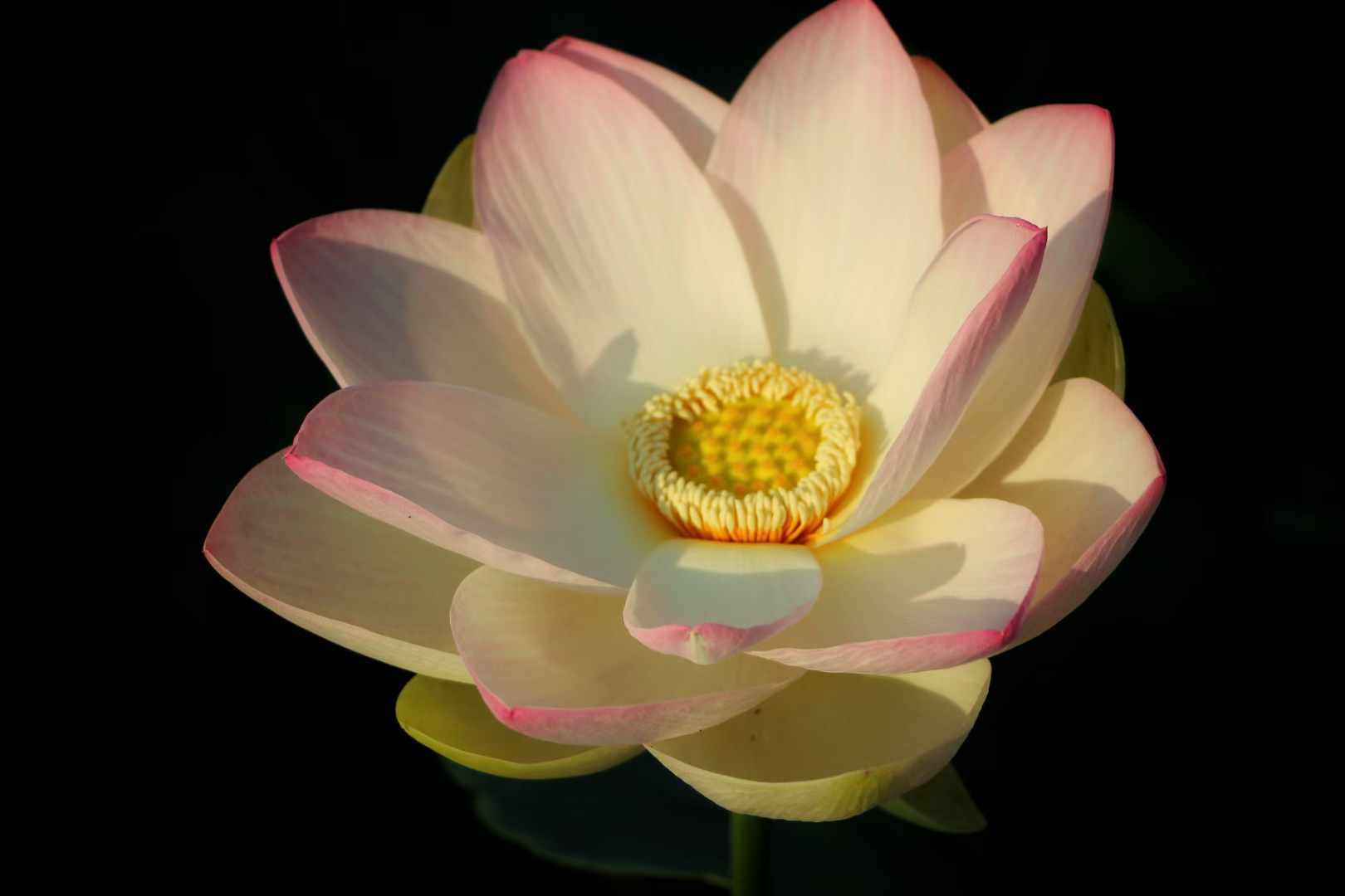 �ĳ������У����պɻ��Ųʶ�Ŀ