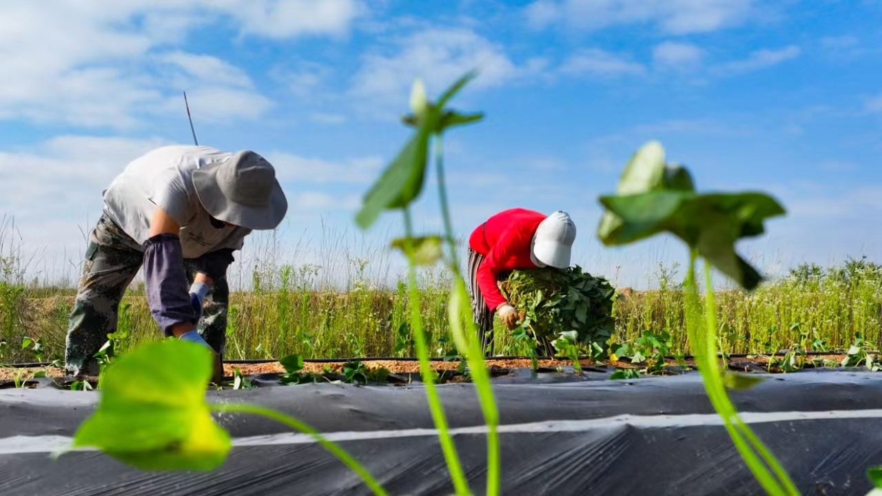 ��̨��Զ�У���������æ&nbsp;���������¡�������