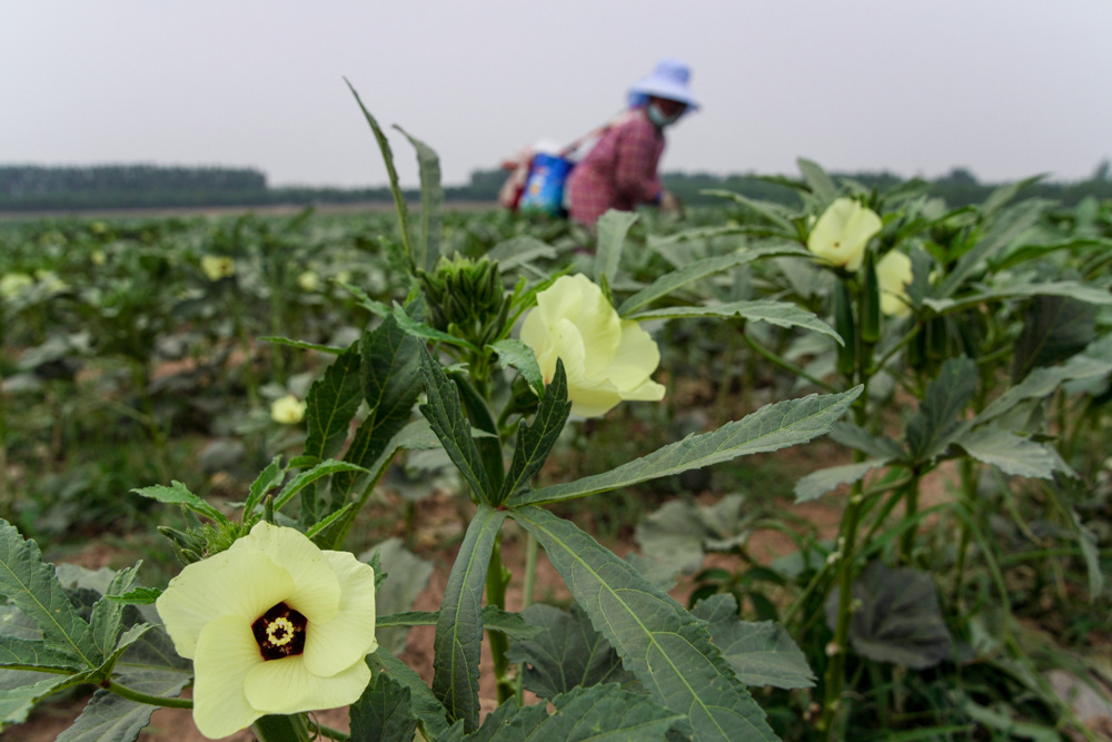 �Ͳ��и����أ�æµ��ʢ����Ұ