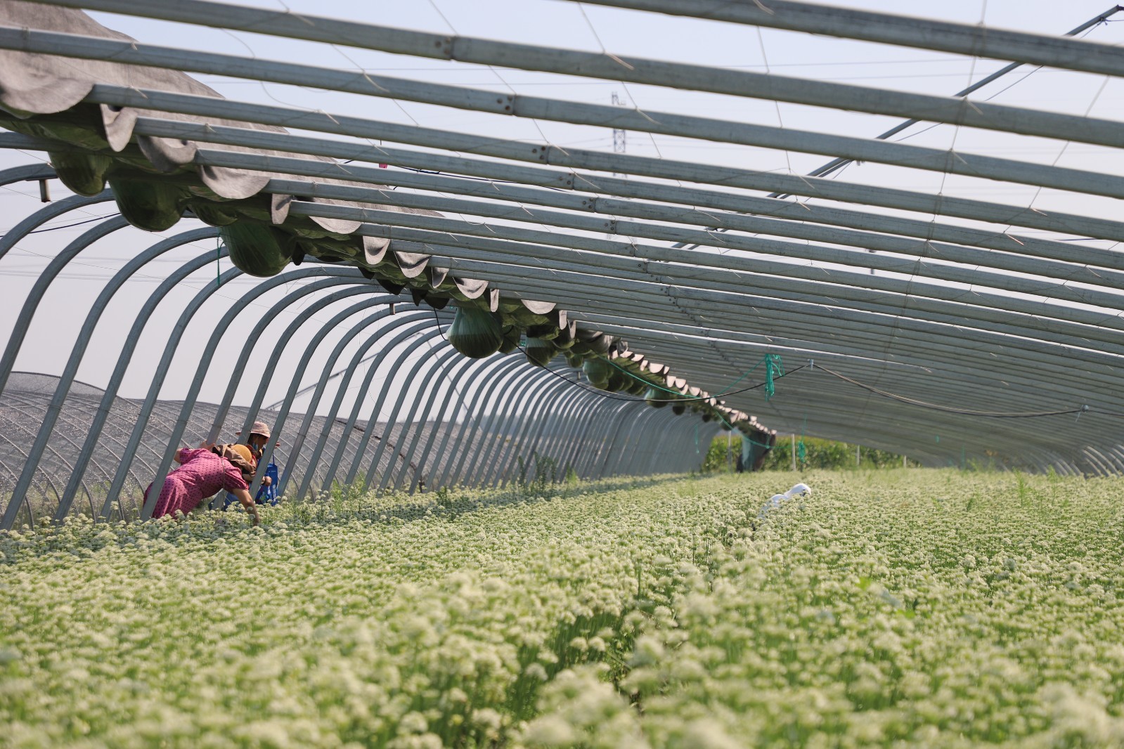 ������ƽ�������򣺳������ž»���&nbsp;������ժ��ʱ��