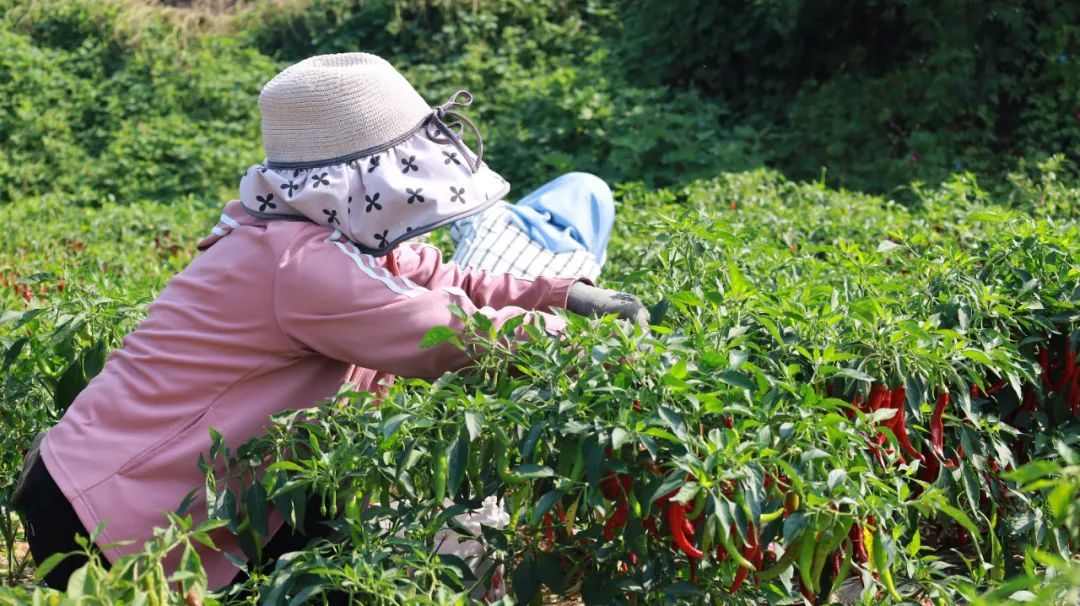 �����ж��������������ղ�ժæ&nbsp;�����¸�����������