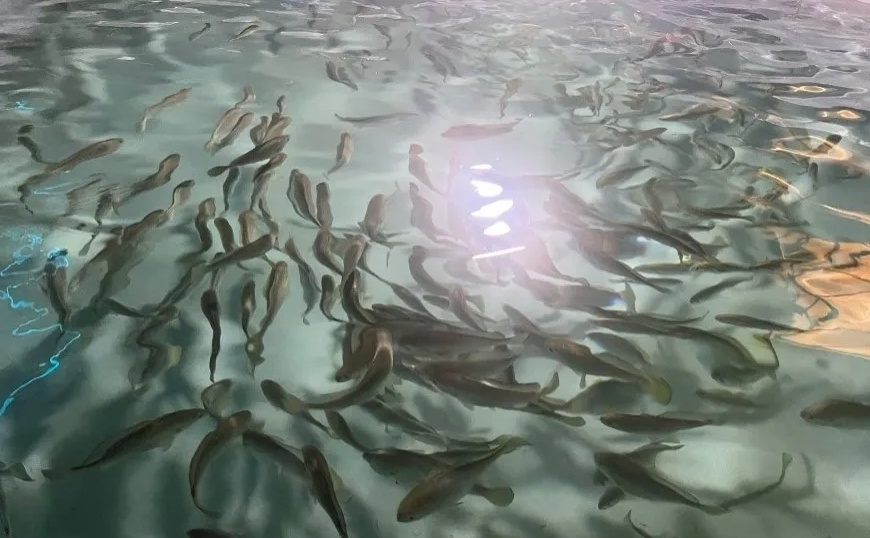 �ൺ����տ������������ʵ���˹�����