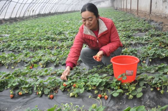 ���ڽ���ݮ��