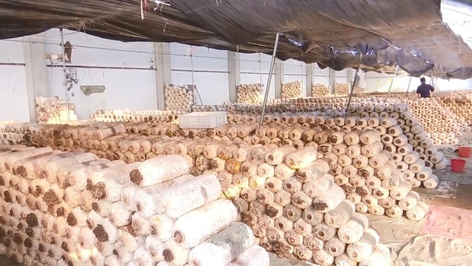 ��Ӫ�������أ�С����ֳ���������»���